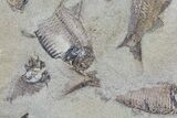 Fossil Fish (Gosiutichthys) Mortality Plate - Lake Gosiute #68422-2